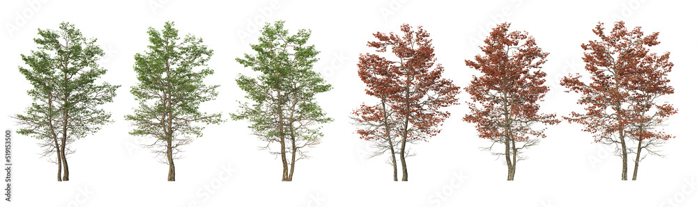 Tropical trees and plants on a white background Tropical trees and plants on a white background