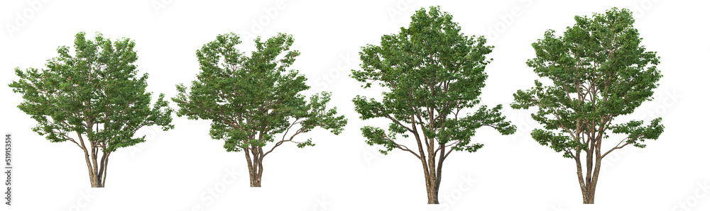 Obraz premium Tropical trees and plants on a white background