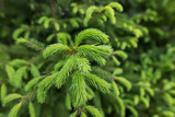 sprouts of a new spruce, close-up. Fir branches as background.