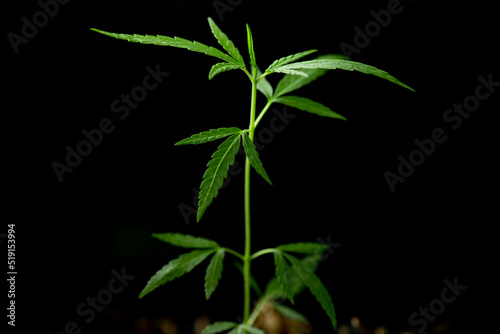 selective focus Cannabis leaf, Herbal medicine herb plant on a black background.  soft focus.shallow focus effect.
