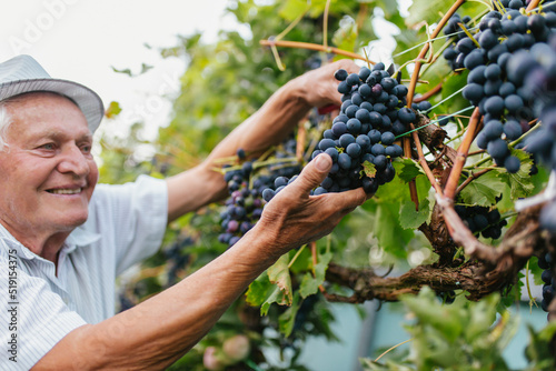 Senior man harvesting grapes in the vineyard