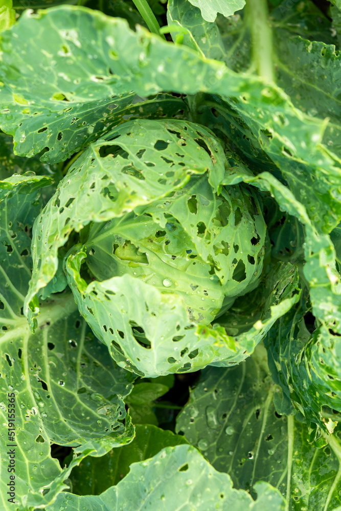 Obraz premium Cabbage damaged insects pests close-up. Plant diseases