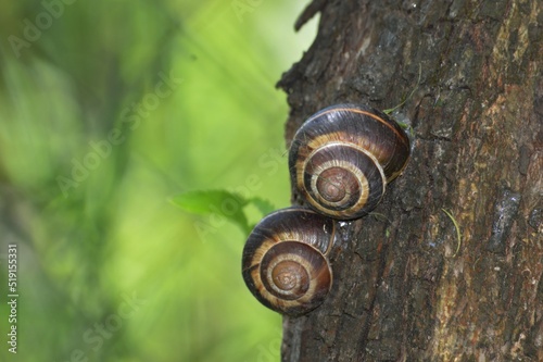 two snails on the bark of a tree