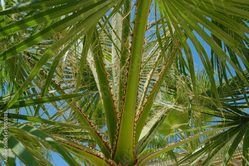 palm leaves against the blue sky