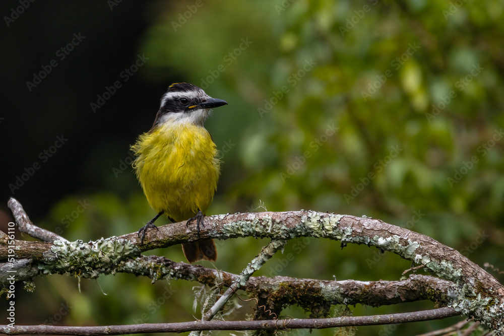 Fototapeta premium A yellow-breasted bird with a mighty beak perched on a tree branch