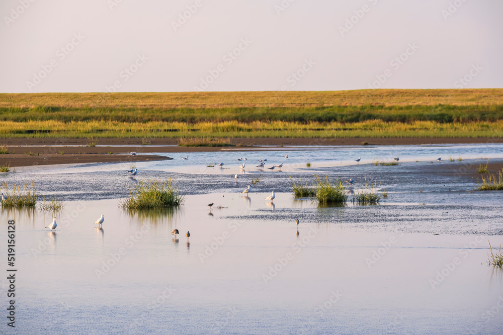 View of the Langwarder Groden/Germany at low tide in the evening with seagulls in the water