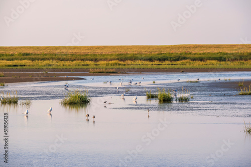 View of the Langwarder Groden/Germany at low tide in the evening with seagulls in the water photo
