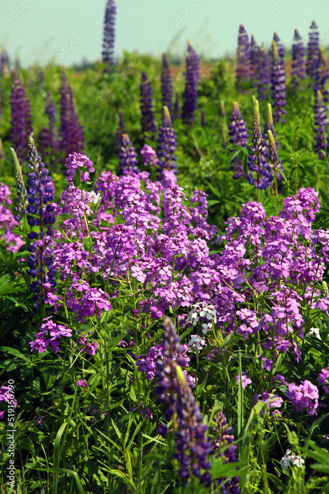 Wild phlox flowers among wild lupines, Novia Scotia Canada
Wild phlox flowers among wild lupines, Novia Scotia Canada