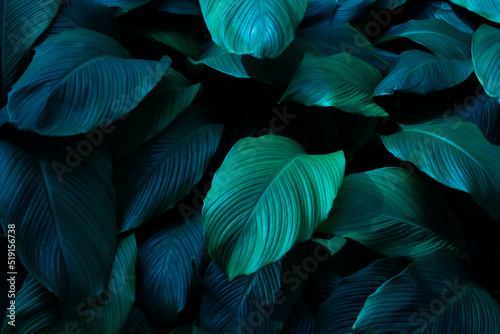abstract green leaf texture, nature background, tropical leaf	