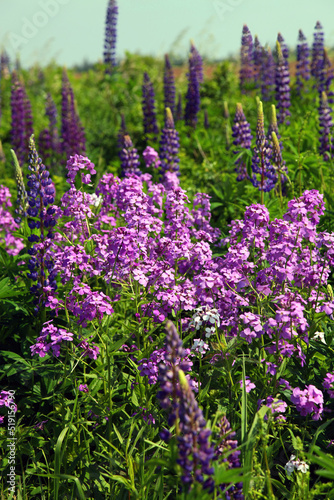 Wild phlox flowers among wild lupines  Novia Scotia Canada 