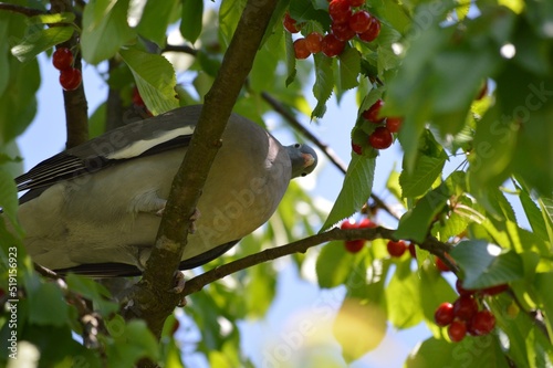 colorful wild pigeon on a branch among cherries
