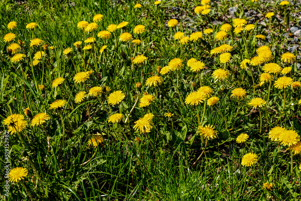 Close-up view of beautiful blooming dandelions, selective focus