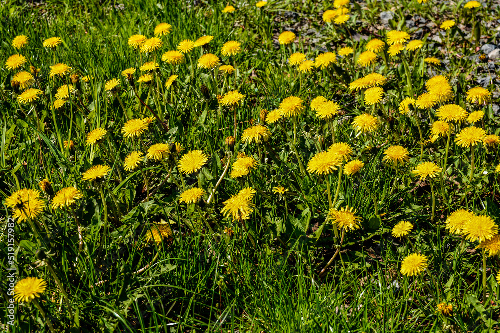 Close-up view of beautiful blooming dandelions, selective focus Close-up view of beautiful blooming dandelions, selective focus