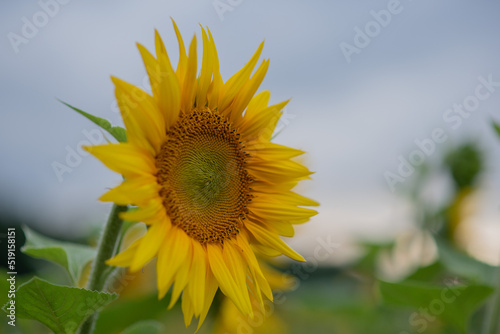 field with yellow sunflowers