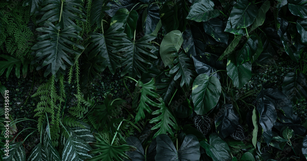Fototapeta premium Creative nature leaves background, tropical leaf banner or floral jungle pattern concept.