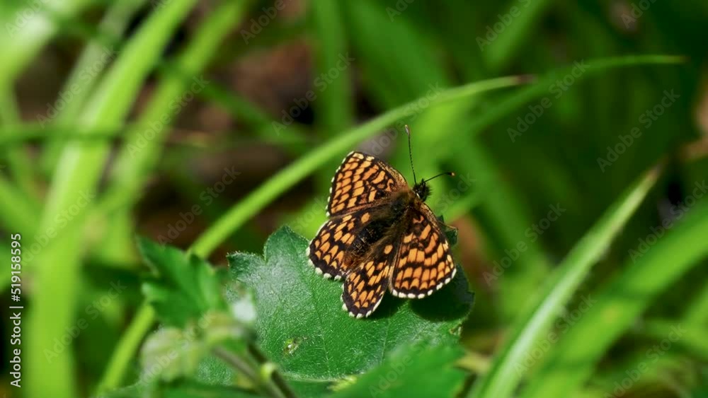 Heath Fritillary Resting Wings Open on a Leaf Heath Fritillary Resting Wings Open on a Leaf