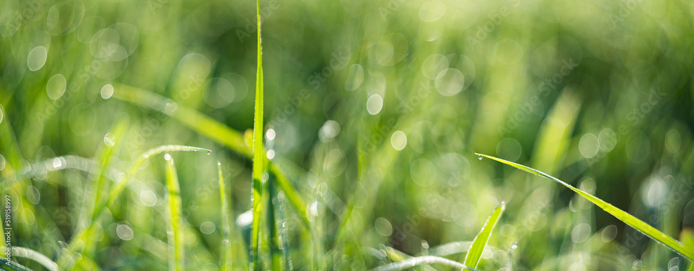 grass with dew drops in the morning - soft fokus and nice bokeh grass with dew drops in the morning - soft fokus and nice bokeh
