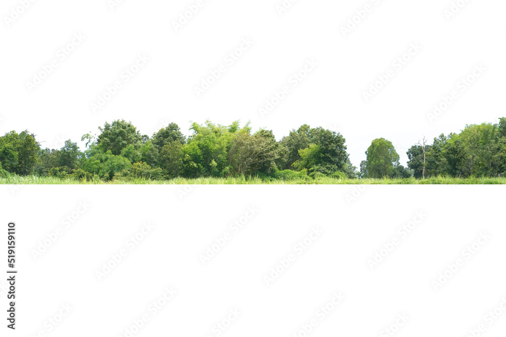 Fototapeta premium View of a High definition Treeline isolated on a white background