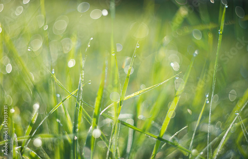 grass with dew drops in the morning - soft fokus and nice bokeh