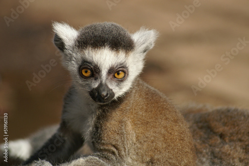 Portrait of a young Ring-tailed Lemur riding along on its mothers back
