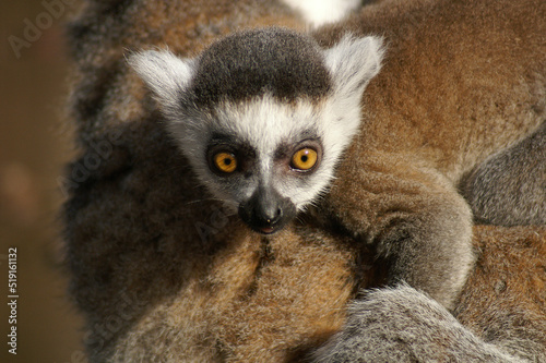 Portrait of a young Ring-tailed Lemur riding along on its mothers back  © RMMPPhotography