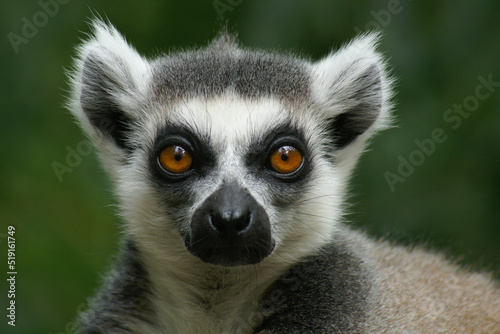 Portrait of a Ring-tailed Lemur against a green background looking at the photographer  © RMMPPhotography