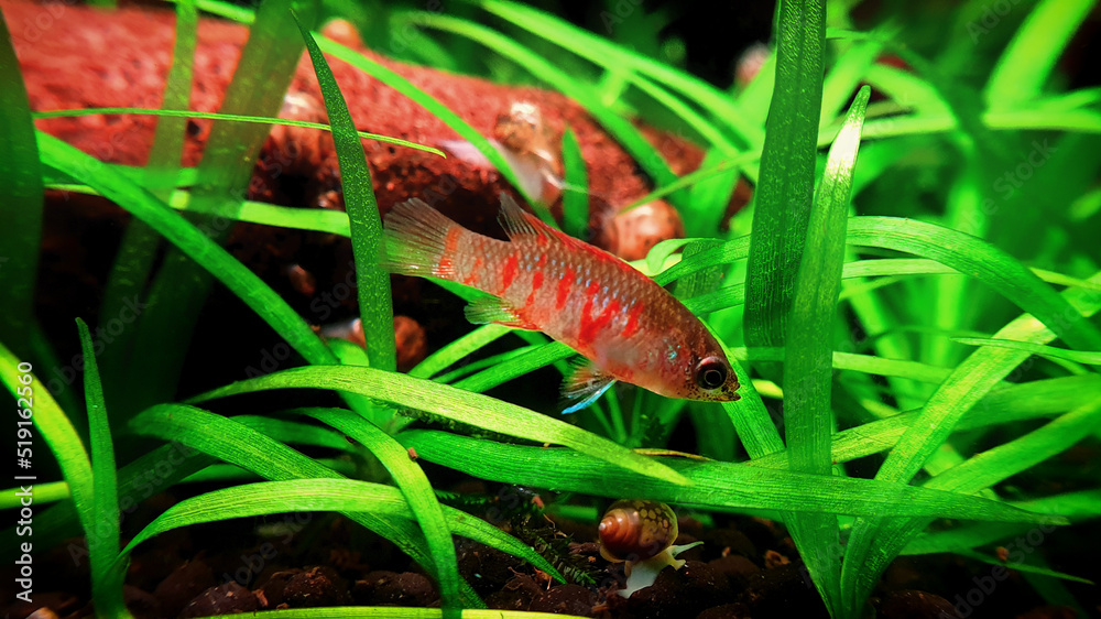 Scarlet badis, Dario dario tropical freshwater fish