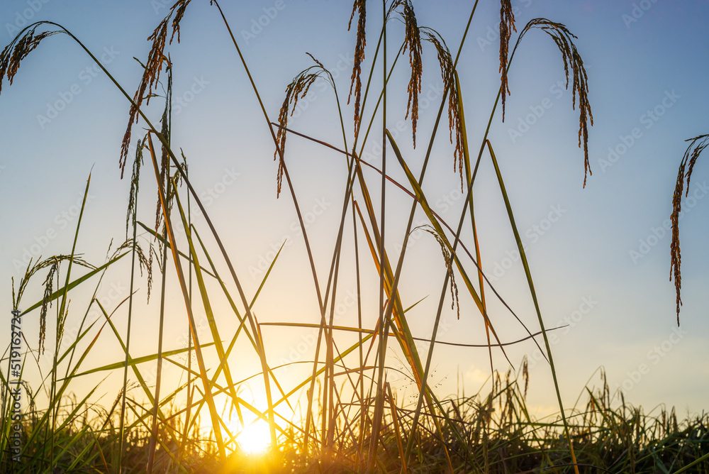 Green field rural countryside