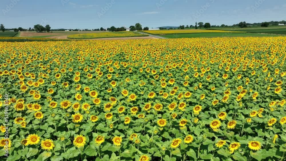 A field of blooming sunflowers blowing in the wind. A field of blooming sunflowers blowing in the wind.