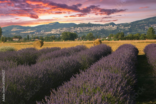 Romantic view of lavender field with Assisi in the background at sunset