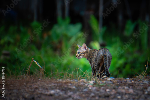 A stray cat in the garden with green trees. photo