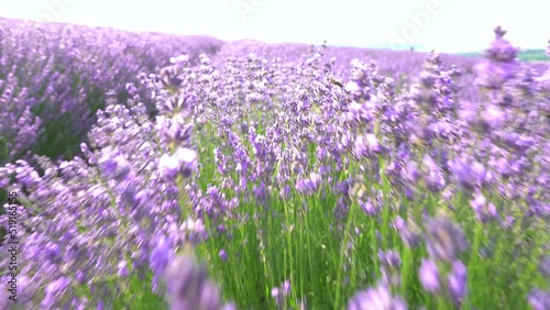 Closeup of organic lavender flowers swaying in the wind. Lavender field in Europe. Blooming violet fragrant natural lavender flowers