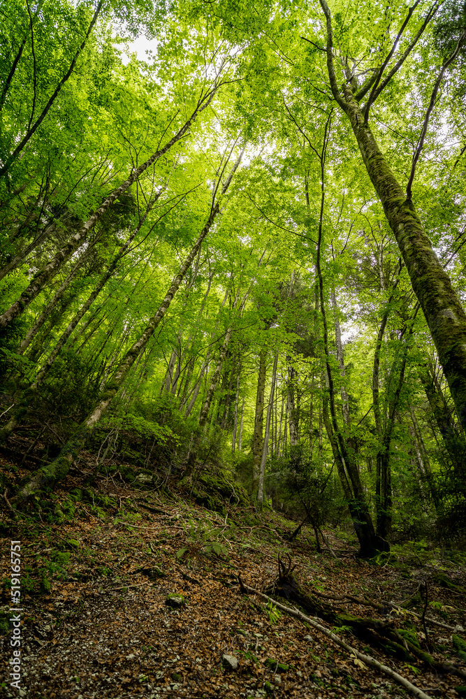 Obraz premium Fleur, papillon, cascade d'eau, rivière... florilège de la nature et beauté environnante.