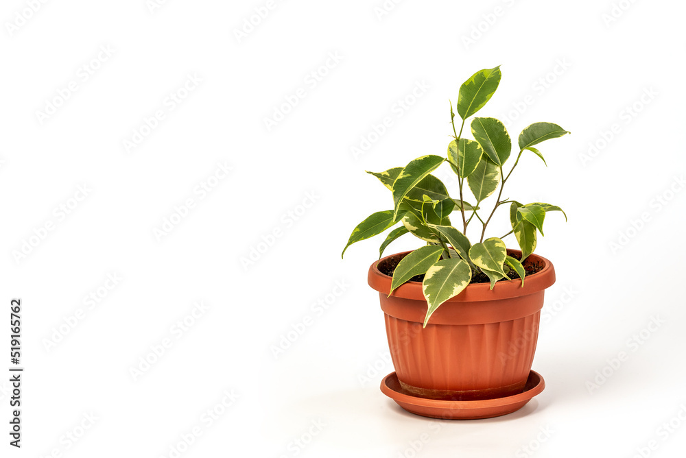 Ficus benjamina in pot. Houseplant weeping fig, benjamin fig, ficus tree isolated on white background