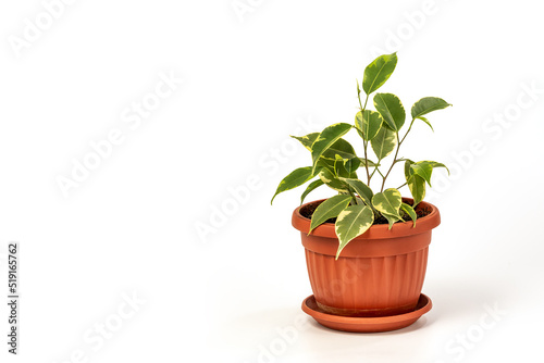 Ficus benjamina in pot. Houseplant weeping fig, benjamin fig, ficus tree isolated on white background
