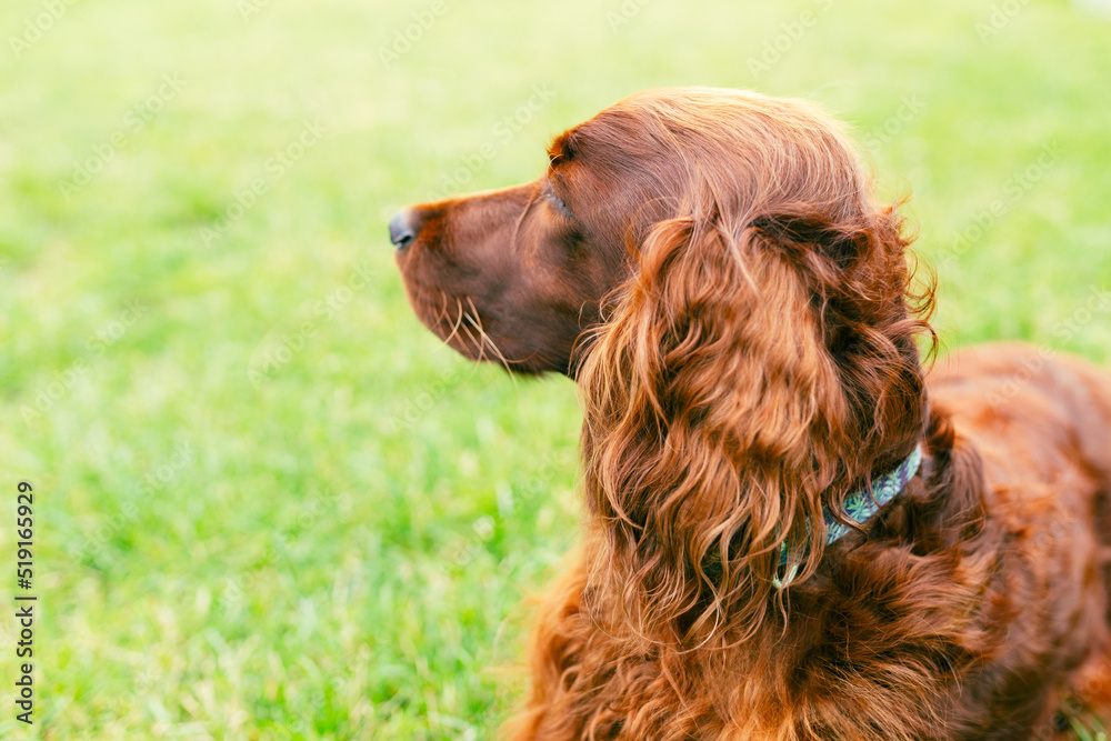 Beautiful happy Irish Setter dog is lying in grass on a beautiful summer day. Copy space
