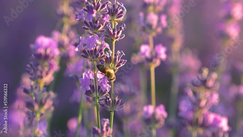 Closeup of Flying bee gathering pollen from lavender organic flowers. Lavender field in Europe. Blooming violet fragrant natural lavender flower at sunset