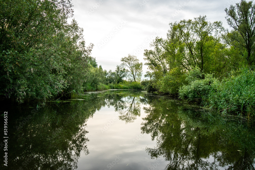Fototapeta premium lake and trees, De Biesbosch