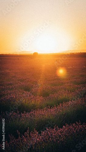 Blooming lavander field at sunset in Brihuega, Spain