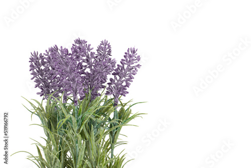 Bouquet of lavender close-up isolated on white background. Copy space.
