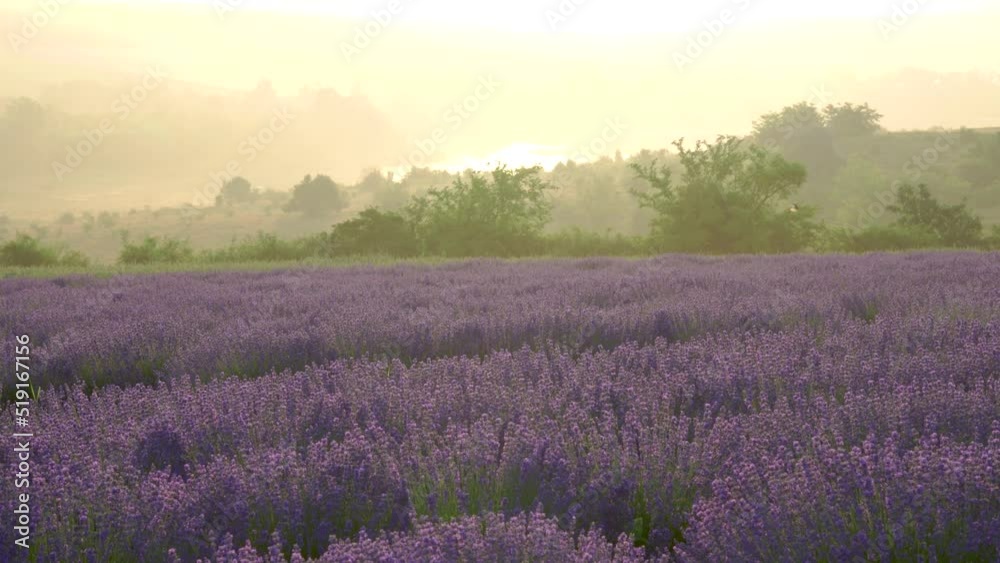 Closeup of organic lavender flowers swaying in the wind at sunset. Lavender field in Europe. Blooming violet fragrant natural lavender flowers at sunset Closeup of organic lavender flowers swaying in the wind at sunset. Lavender field in Europe. Blooming violet fragrant natural lavender flowers at sunset
