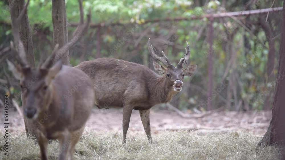 Rusa timorensis (Javan rusa) is seeking for food in their group Rusa timorensis (Javan rusa) is seeking for food in their group