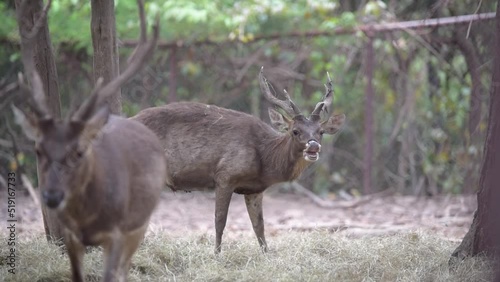 Rusa timorensis (Javan rusa) is seeking for food in their group photo