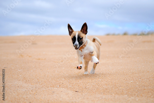 cachorro a correr na areia © francisco