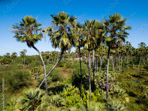 carnauba (copernicia prunifera) is a species of palm native to northeastern Brazil. It is the source of carnauba wax photo