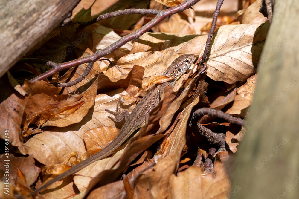 A beautiful brown lizard with a beautiful pattern on its skin camouflages itself among brown fallen leaves. A beautiful brown lizard with a beautiful pattern on its skin camouflages itself among brown fallen leaves.