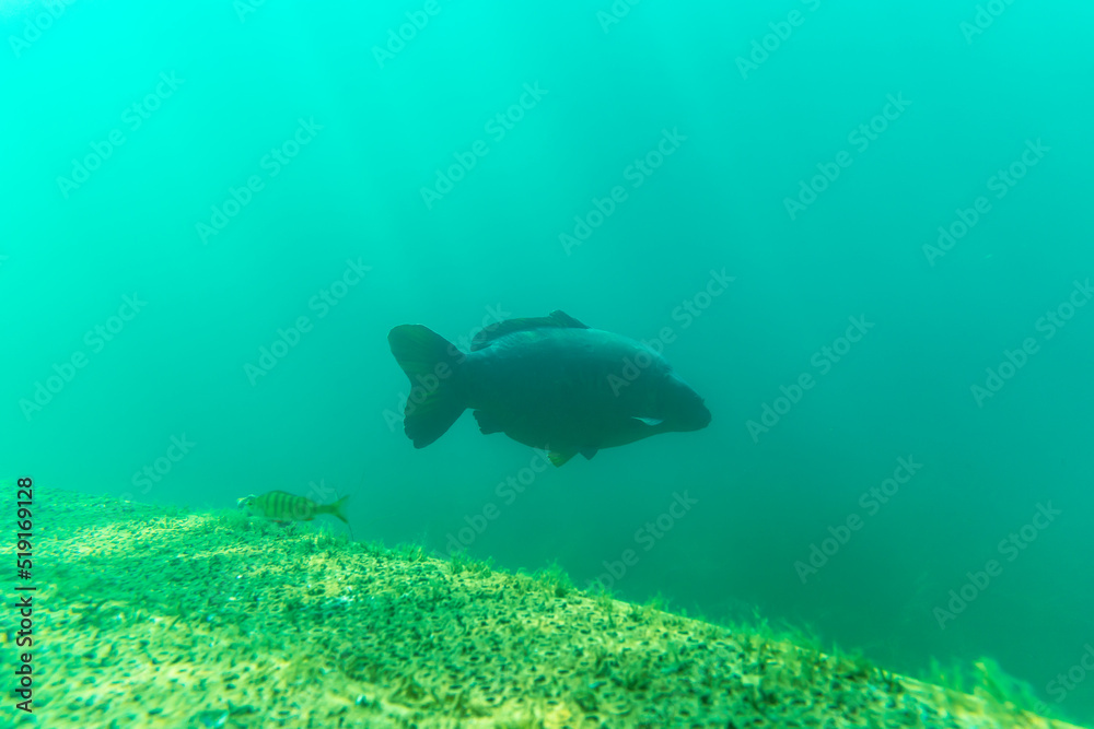 Obraz premium Large carp in a lake