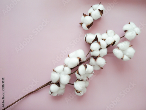 Cotton flower branch on the pink background. © Philippova