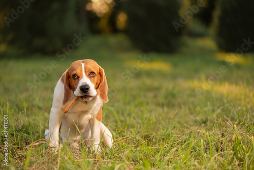 Dog with bone in mouth sitting on grass