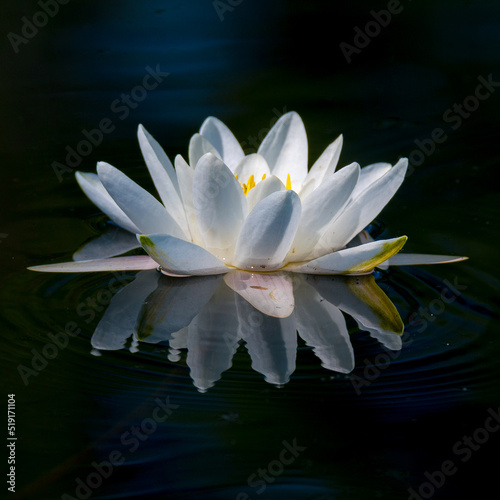 Fleur  lotus  n  nuphar  papillon sur Gen  ve... le floril  ge de la nature dans la campagne Genevoise 